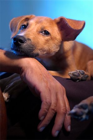 Brown dog sleeping beside her senior human.Unconditional love between human and animal. Stock Photo - Budget Royalty-Free & Subscription, Code: 400-04455313