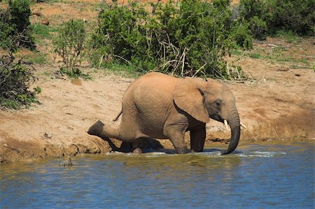 elephant in water reflection - Water Fun Stock Photo - Budget Royalty-Free & Subscription, Code: 400-04455396