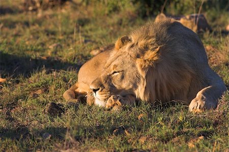 simsearch:400-06557561,k - Young Male Lion resting in the afternoon sun Fotografie stock - Microstock e Abbonamento, Codice: 400-04455408