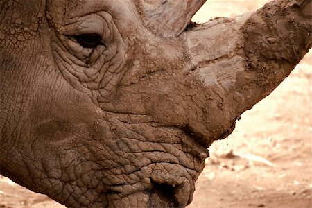 simsearch:400-04455503,k - close up or headshot of a rhinoceros Stock Photo - Budget Royalty-Free & Subscription, Code: 400-04455503