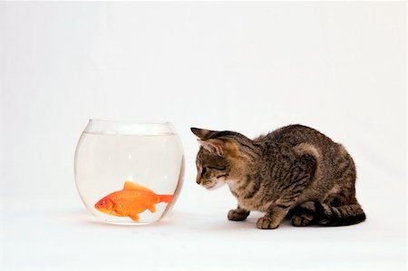 Home cat and a gold fish. Stock Photo - Budget Royalty-Free & Subscription, Code: 400-04455726