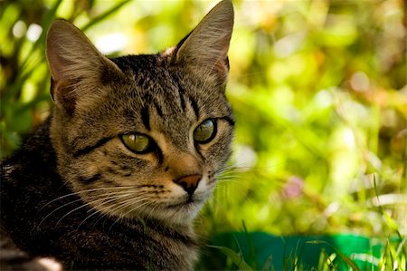 simsearch:400-05101651,k - Home cat in the garden Photographie de stock - Aubaine LD & Abonnement, Code: 400-04455835