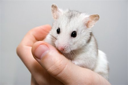 White hamster sitting in a man's hand Stock Photo - Budget Royalty-Free & Subscription, Code: 400-04456230