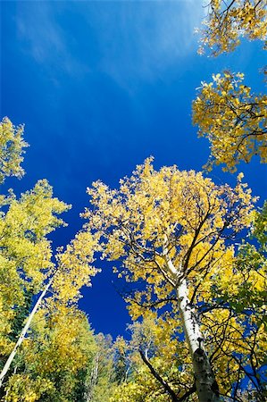 fall aspen leaves - View looking up at the tops of Quaking Aspen trees Populus tremuloides with golden fall foliage, Colorado, United States Stock Photo - Budget Royalty-Free & Subscription, Code: 400-04456826
