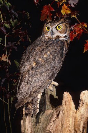 Great Horned Owl (Bubo virginianus) Photographie de stock - Aubaine LD & Abonnement, Code: 400-04456829