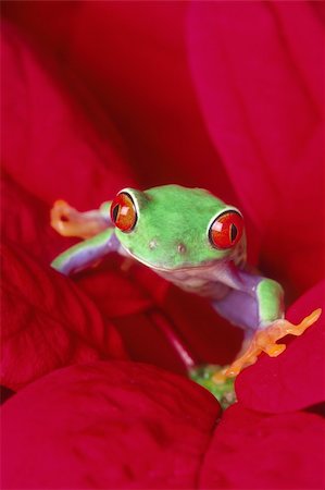 Red-eyed Treefrog (Agalychnis callidryas) Stock Photo - Budget Royalty-Free & Subscription, Code: 400-04456835