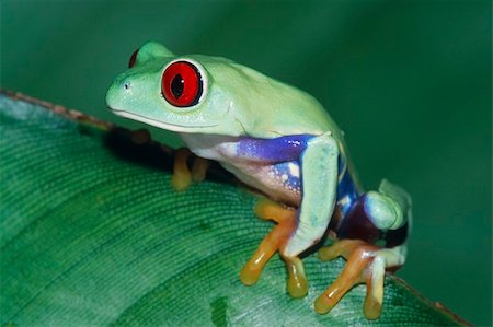 Red-eyed Treefrog (Agalychnis callidryas) Stock Photo - Budget Royalty-Free & Subscription, Code: 400-04456832