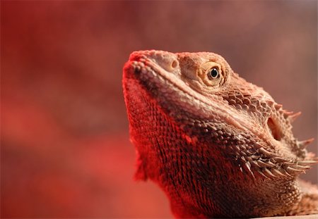 Macro of a bearded dragon's head with the red glow of a heat lamp underneath. Foto de stock - Royalty-Free Super Valor e Assinatura, Número: 400-04456924