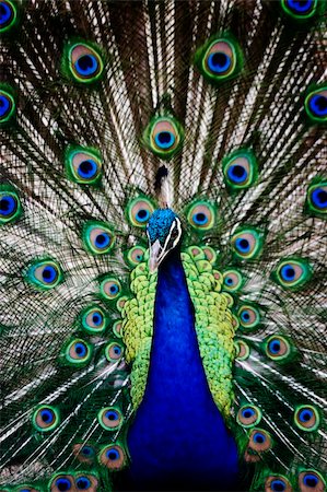 Male peacock displaying his colorful tail feathers. Stock Photo - Budget Royalty-Free & Subscription, Code: 400-04456955