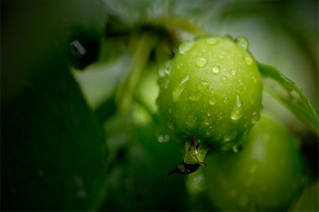 Close up of green crabapple covered in rain droplets. Fotografie stock - Microstock e Abbonamento, Codice: 400-04457017