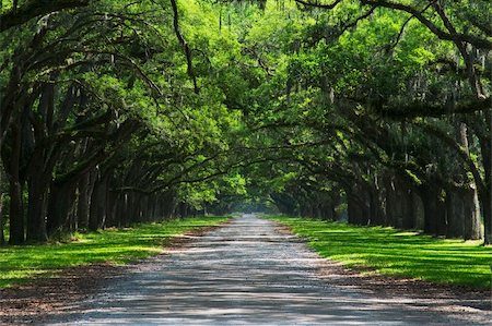 Oak trees overhanging gravel road Photographie de stock - Aubaine LD & Abonnement, Code: 400-04457171