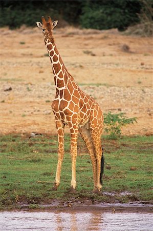 Reticulated Giraffe (Giraffa camelopardalis) along river bank. Samburu National Reserve Kenya, Africa Stockbilder - Microstock & Abonnement, Bildnummer: 400-04457191