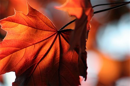 A backlit Red Maple leaf shot from a beneath. Foto de stock - Super Valor sin royalties y Suscripción, Código: 400-04457215
