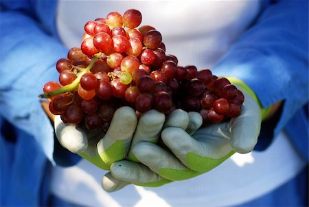 Bunch of fresh red grapes picked fresh from the garden (part of a series) Stock Photo - Budget Royalty-Free & Subscription, Code: 400-04457292