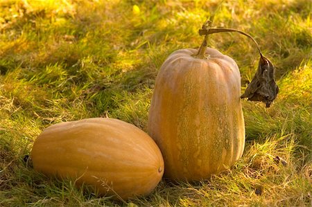 pumpkin harvest in my garden Stock Photo - Budget Royalty-Free & Subscription, Code: 400-04457316