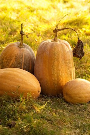 pumpkin harvest in my garden Stock Photo - Budget Royalty-Free & Subscription, Code: 400-04457319