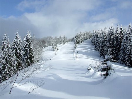 simsearch:400-05904919,k - Downhill skiing tracks among fir trees in winter mountains Stock Photo - Budget Royalty-Free & Subscription, Code: 400-04457516