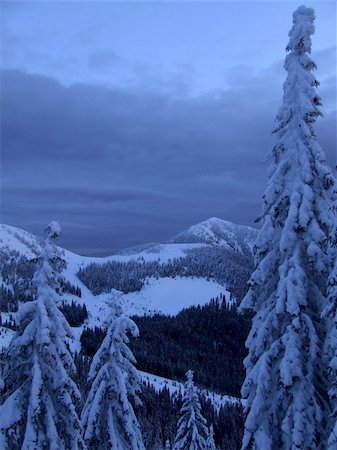 simsearch:400-05904919,k - Downhill skiing tracks among fir trees in winter mountains Stock Photo - Budget Royalty-Free & Subscription, Code: 400-04457512