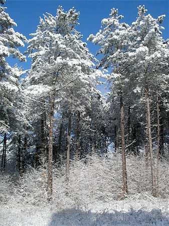 simsearch:400-05904919,k - Downhill skiing tracks among fir trees in winter mountains Stock Photo - Budget Royalty-Free & Subscription, Code: 400-04457539