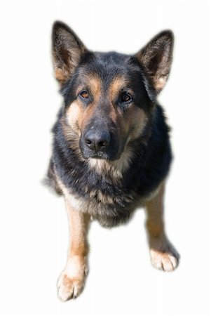 simsearch:400-03931819,k - German shepherd sitting, isolated white Fotografie stock - Microstock e Abbonamento, Codice: 400-04457731