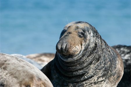 Common Seals from Helgoland, Germany Stock Photo - Budget Royalty-Free & Subscription, Code: 400-04457795