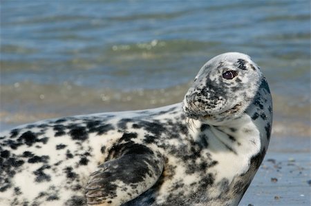eastern atlantic common seal - Common Seals from Helgoland, Germany Foto de stock - Super Valor sin royalties y Suscripción, Código: 400-04457797