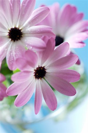 felinda (artist) - closeup of pink daisies bouquet Photographie de stock - Aubaine LD & Abonnement, Code: 400-04457867