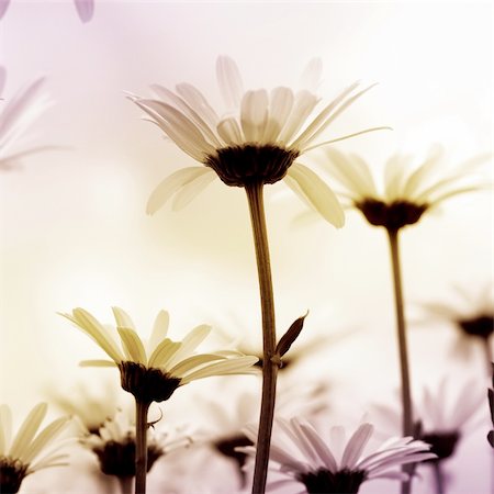 felinda (artist) - field of daisies Photographie de stock - Aubaine LD & Abonnement, Code: 400-04457869