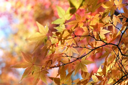 felinda (artist) - japenese maple leaves in autumn colours Photographie de stock - Aubaine LD & Abonnement, Code: 400-04457863