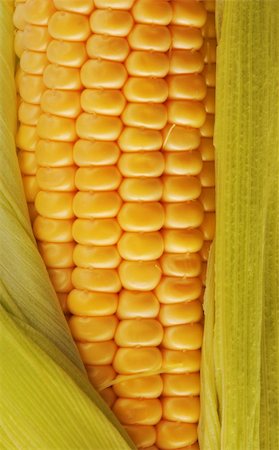 simsearch:824-07310382,k - Freshly harvested corn, close up. Stockbilder - Microstock & Abonnement, Bildnummer: 400-04457897