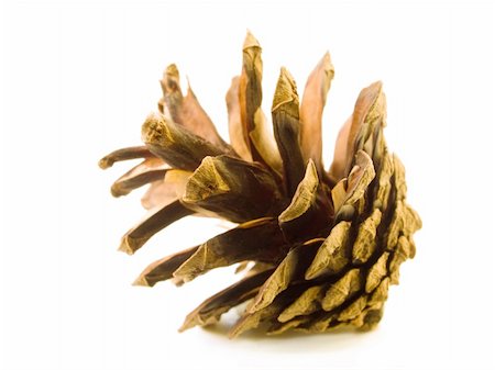 A close-up of a pine cone isolated on a white background. Stockbilder - Microstock & Abonnement, Bildnummer: 400-04457963