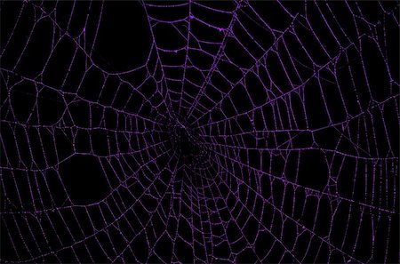 silk thread texture - Purple spider web against a black background Stock Photo - Budget Royalty-Free & Subscription, Code: 400-04457997
