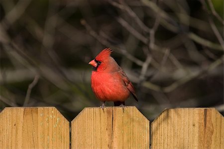 Photo of a male Northern Cardinal perched on a branch. Stock Photo - Budget Royalty-Free & Subscription, Code: 400-04458084
