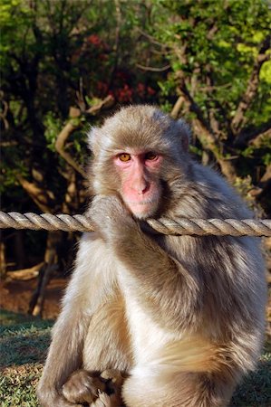 pdmiller (artist) - Japanese Macaque (Nihon Zaru) monkey Photographie de stock - Aubaine LD & Abonnement, Code: 400-04458218