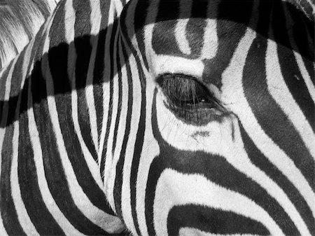 simsearch:400-04766217,k - Zebra face close-up with eye and eaves Foto de stock - Super Valor sin royalties y Suscripción, Código: 400-04458228