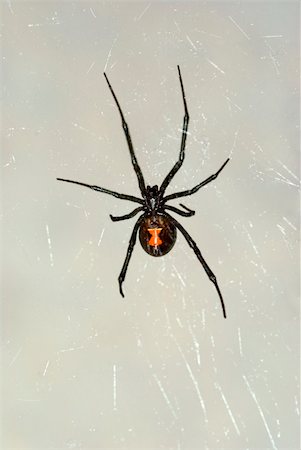 simsearch:400-08200203,k - Black Widow Spider in Nevada Stock Photo - Budget Royalty-Free & Subscription, Code: 400-04458415