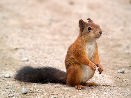 Little red squirrel waiting for meal on road Stock Photo - Budget Royalty-Free & Subscription, Code: 400-04458583