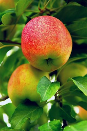 simsearch:400-04904209,k - Ripe red apples on a apple tree branch in an orchard Photographie de stock - Aubaine LD & Abonnement, Code: 400-04458636