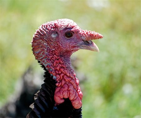 Portrait of a wild turkey Stock Photo - Budget Royalty-Free & Subscription, Code: 400-04459049
