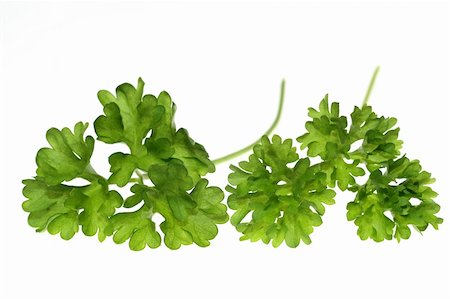 simsearch:400-05919877,k - Top of parsley isolated on white background Stock Photo - Budget Royalty-Free & Subscription, Code: 400-04459079