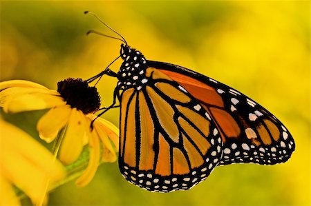 A beautiful monarch butterfly (danaus plexippus) on a Black-eyed Susan (rudbeckia hirta) flower. Foto de stock - Royalty-Free Super Valor e Assinatura, Número: 400-04459266
