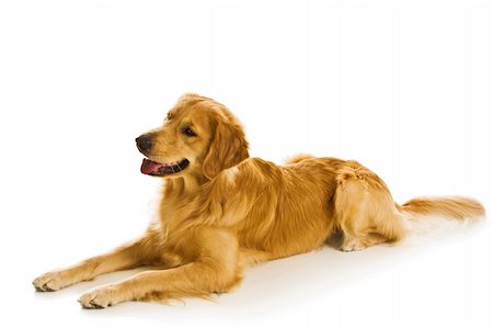 Beautiful golden retriever dogs in a variety of poses. Foto de stock - Royalty-Free Super Valor e Assinatura, Número: 400-04459275