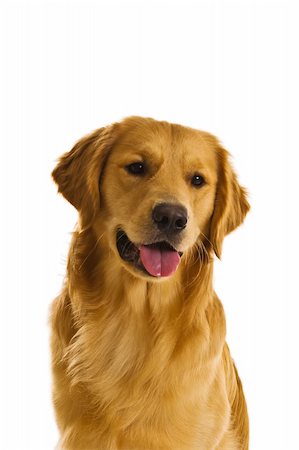 Beautiful golden retriever dogs in a variety of poses. Foto de stock - Royalty-Free Super Valor e Assinatura, Número: 400-04459273