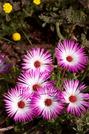 Bunch of pink wild flowers in the field at West Coast National Park, South Africa Foto de stock - Super Valor sin royalties y Suscripción, Código: 400-04459297