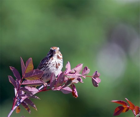 Picture of a Chipping Sparrow eating Stock Photo - Budget Royalty-Free & Subscription, Code: 400-04459373