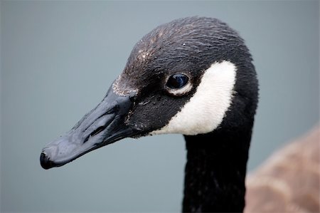 Portrait of a Canada Goose (Branta canadensis) Stock Photo - Budget Royalty-Free & Subscription, Code: 400-04459636