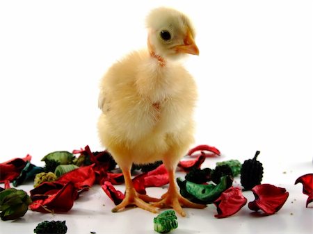simsearch:400-05905850,k - Close up on baby chicken Photographie de stock - Aubaine LD & Abonnement, Code: 400-04459631