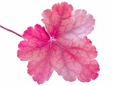 simsearch:400-05015288,k - A magenta leaf isolated on a white background Photographie de stock - Aubaine LD & Abonnement, Code: 400-04459663