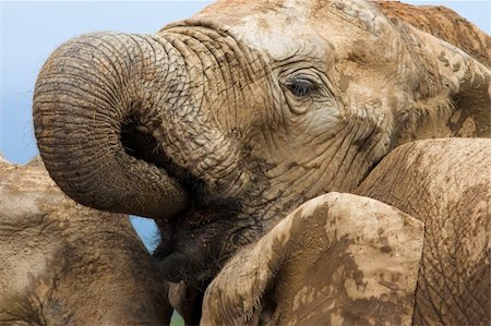 simsearch:400-05025714,k - Close up of a thirsty elephant drinking water Foto de stock - Super Valor sin royalties y Suscripción, Código: 400-04459772