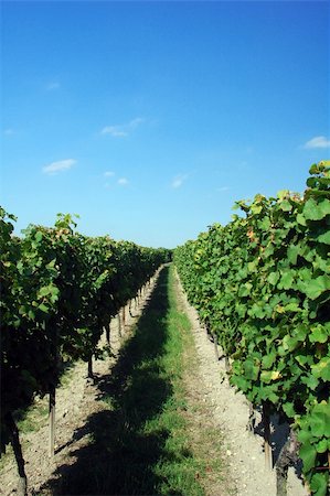 a german vineyard near the rhein river Stock Photo - Budget Royalty-Free & Subscription, Code: 400-04459825